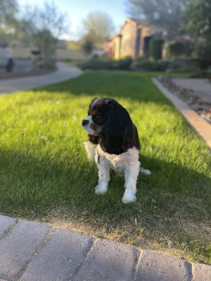 Wrigley, Mary's Cavalier King Charles Spaniel